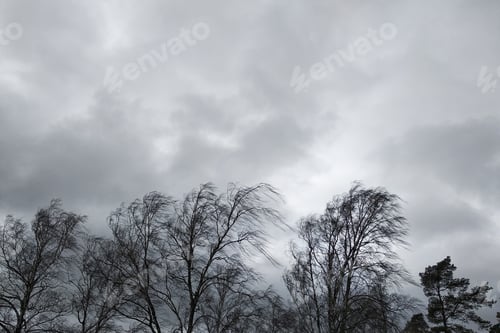 Leafless Trees Against Overcast Gray Sky in Autumn