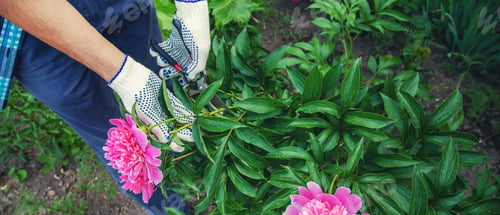 Preview: gardener pruning flowers peonies pruners. selective focus.