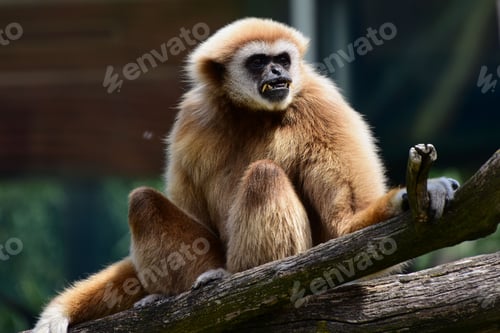 Preview: Exotic monkey sitting on a tree branch