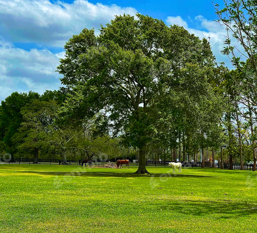 Preview: Horses feed on a beautiful sunny day in the Texas countryside!
