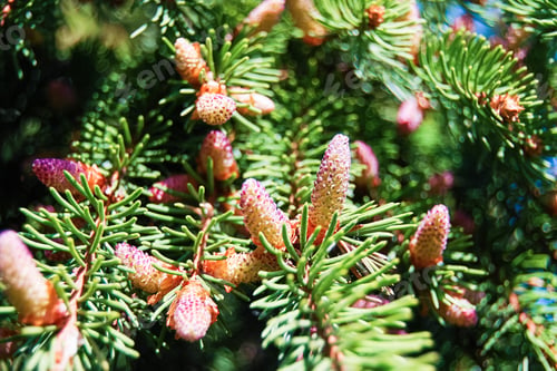 Preview: Close up of pine tree branches blooming in spring