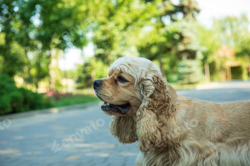 Preview: American spaniel, concept of pet and best friend - dog