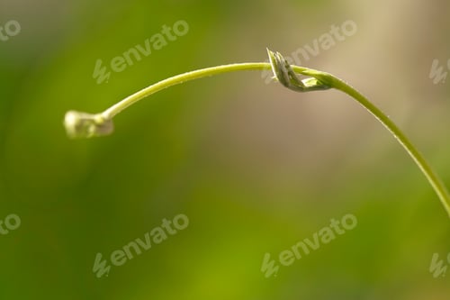 Preview: Young plant growing. Shape of a hand. Macro of the nature. Simplicity of the nature.