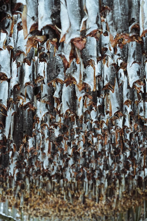 Preview: Cod fish drying on a scaffold in Lofoten, Norway