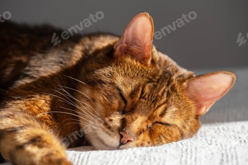 Preview: Closeup of cute brown sleeping cat. Domestic pet taking daytime nap.