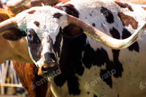 Preview: Texas longhorns