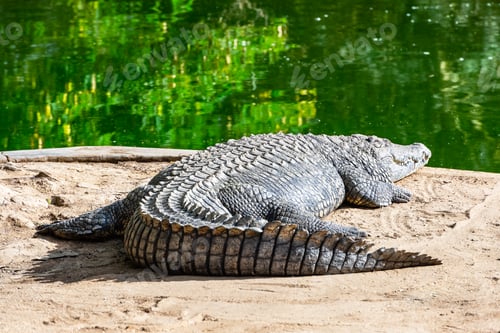 Preview: Big african alligator crocodile near water