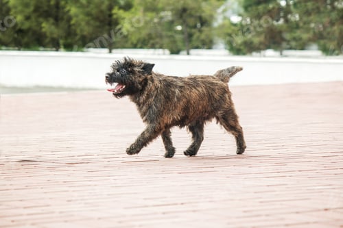 Preview: Cute cairn terrier dog on green grass in the park on a sunny day. Terrier dog breed