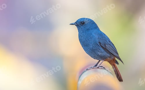 Preview: The plumbeous water redstart