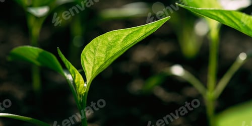 Preview: Green Sprout With Leaf, Leaves Growing. Spring Concept Of New Life. Agricultural Season