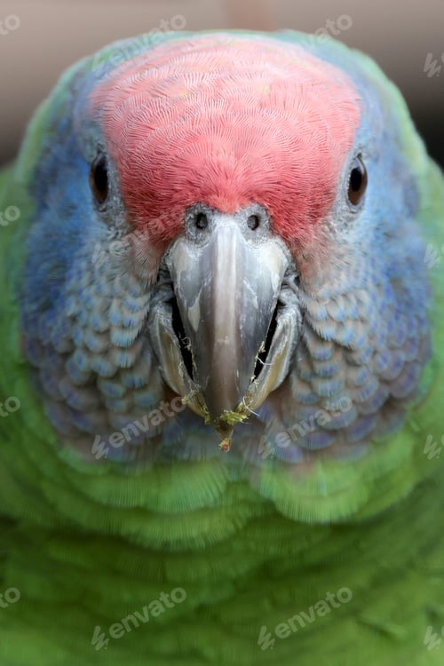 Preview: close up view of parrot head, macro shot