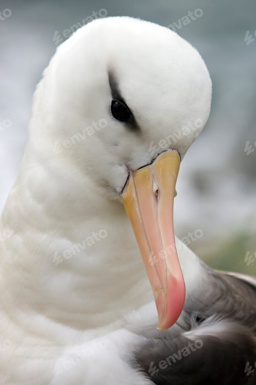 Vista previa: Black-browed Albatross - Falkland Islands