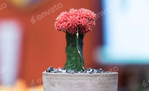 Preview: Green Cactus With A Red Flower On Top