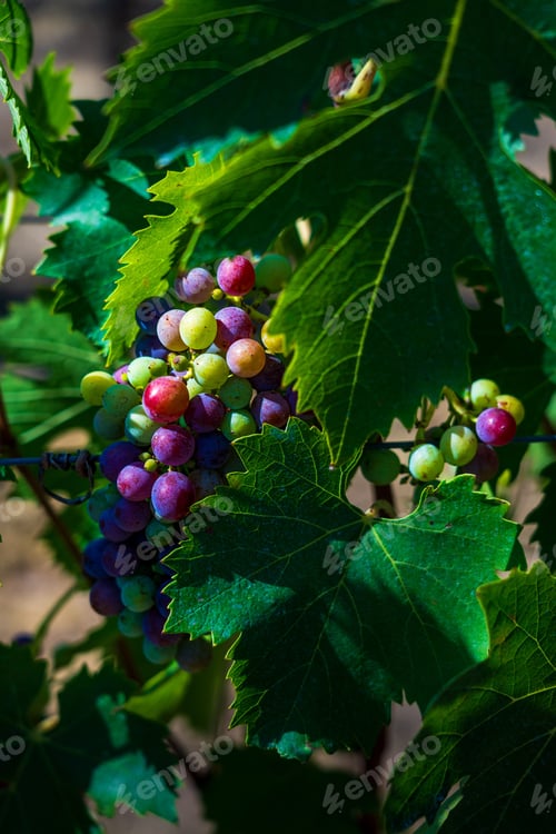 Preview: Colorful grapes on a vine with green leaves in a vineyard.