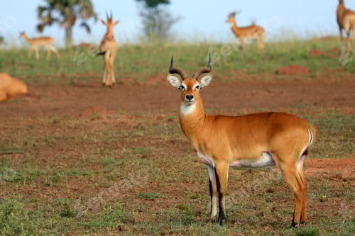Preview: Impala Antelope, Uganda, Africa