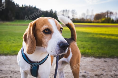 Preview: Dog portrait back lit background. Beagle on rural path
