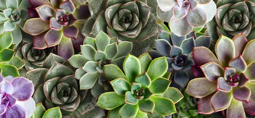 Preview: Many beautiful succulent plants as background, top view. Banner design