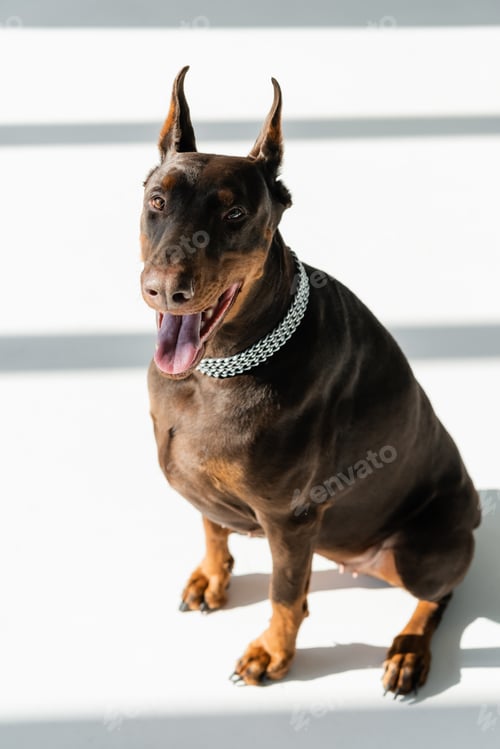 Preview: high angle view of doberman sitting on white floor with grey shadows