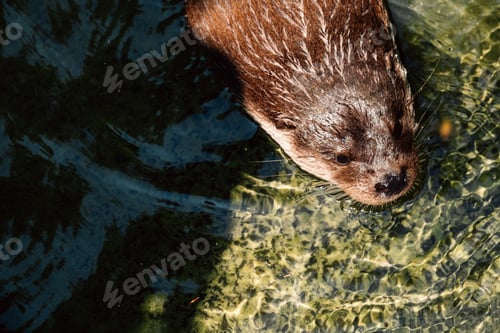 Preview: An otter swims in clear water, basking in the sunlight, showcasing the beauty