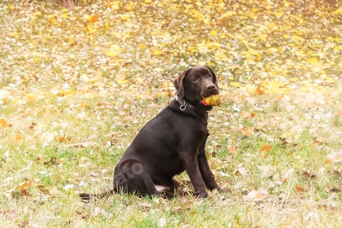Preview: Labrador Retriever Dog breed on the field. Dog running on the green grass. Active dog outdoor.