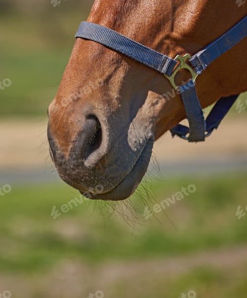 Preview: Beautiful horse - wonder of nature