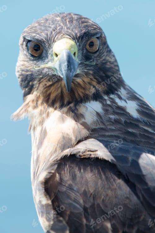 Preview: Galapagos Hawk, Galapagos Islands, Ecuador