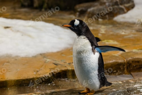 Preview: Penguin in the zoo aquarium