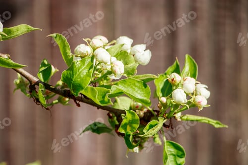 Preview: Cherry flowers on a branch close-up. Blooming tree in the garden.