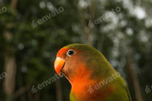 Preview: lovebirds, lover bird, lovely