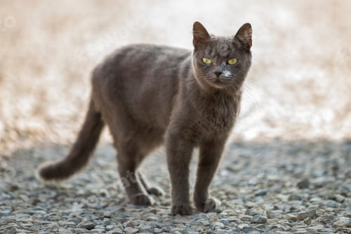 Preview: Portrait of gray grown adult big short-haired cat with green eyes standing outdoors
