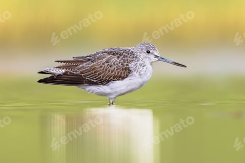Preview: Common greenshank walking in shallow coastal water of Waddensea.