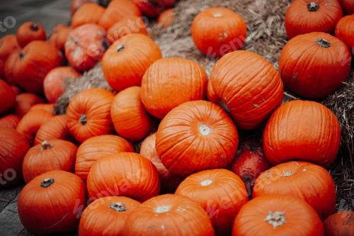 Preview: Pumpkins for sale at an outdoor market in autumn season