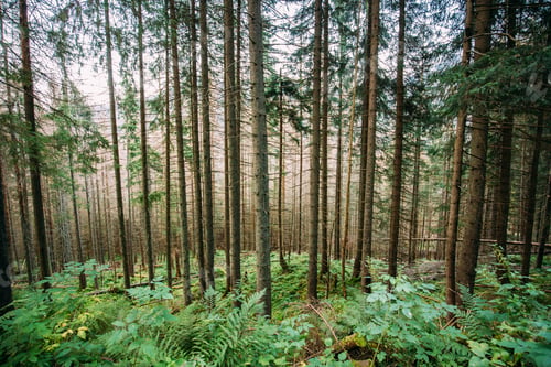 Preview: Tatra National Park, Poland. Summer Mountains Forest Landscape.
