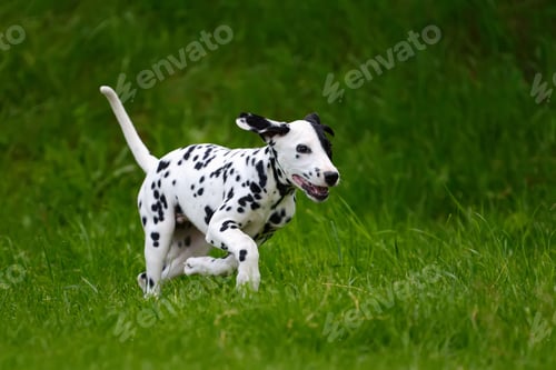 Preview: Dalmatian dog outdoors in summer