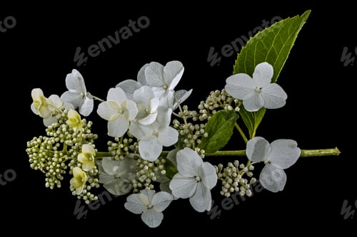 Preview: Flowers of hydrangea, isolated on black background