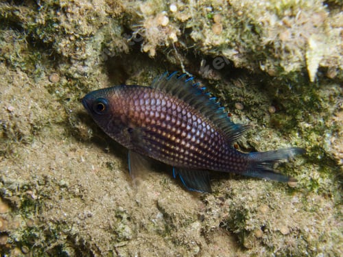 Preview: Close up of a Mediterranean damsel fish