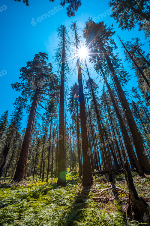 Preview: Sequoia National Park, a giant trees park, California. United States.
