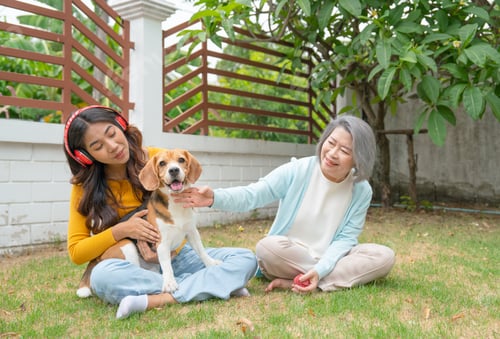 Preview: Asian senior and young woman as mother and daughter enjoy to play with beagle dog in front lawn