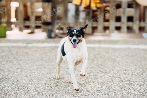 Preview: Small breed dog running with happy expression in the street
