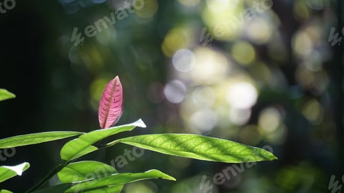Preview: Tree leaves and blurred background in rainforest