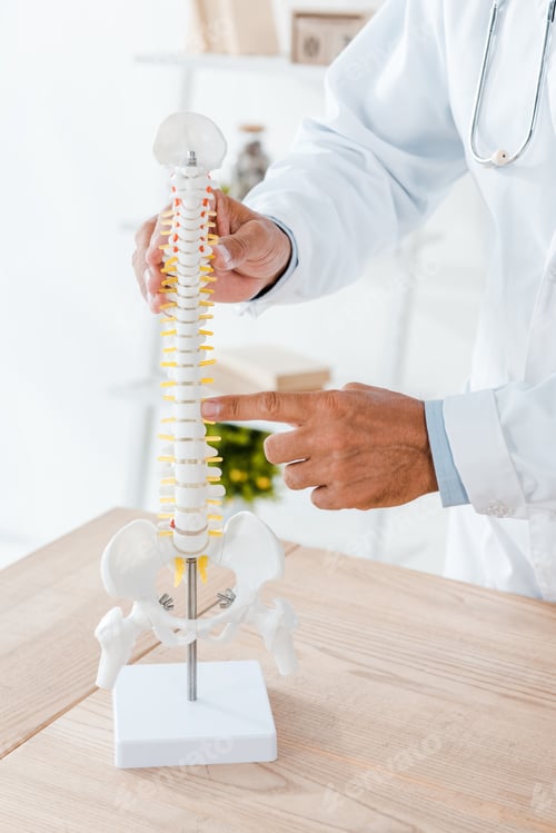 Preview: cropped view of doctor in white coat pointing with finger at spine model