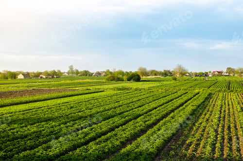 Preview: A beautiful view of countryside landscape of the potato fields of southern Ukraine.