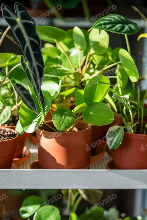 Preview: Indoor plants in ceramic pots at home. Houseplants Alocasia Bambino, sprouts of Pilea peperomioides.