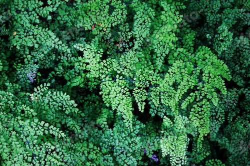 Preview: The top view on the ferns on a black background.