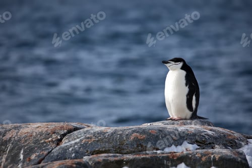 Preview: Penguin in its natural habitat in Antarctica