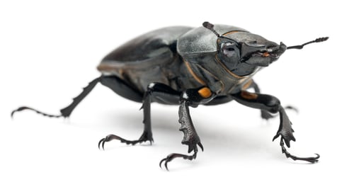 Preview: Female Lucanus cervus, the best-known species of stag beetle, in front of white background