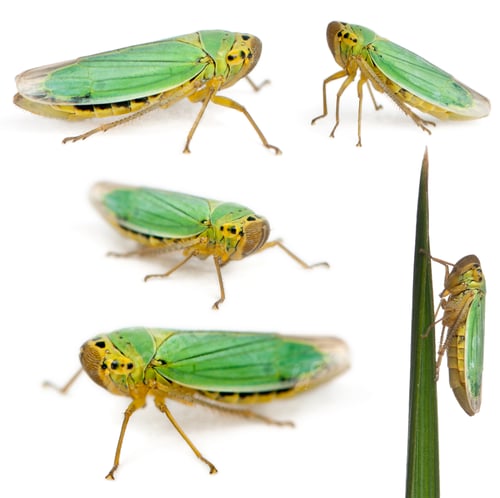 Preview: Green Leafhoppers - Cicadella viridis