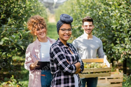 Preview: Portrait of three young farmers in pears orchard.