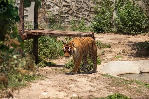 Preview: Bengal Tiger