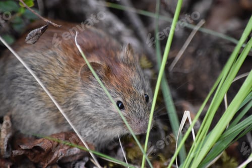 Preview: The little creatures of the forest